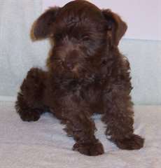 Chiots Miniature Schnauzer