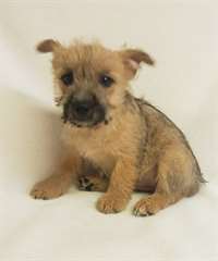 Chiots Norwich Terrier