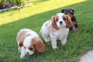 Chiots cavalier king charles