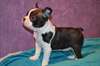 Superbes chiots boston terrier A DONNER - Annonce classée # 536130