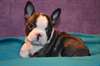 Superbes chiots boston terrier A DONNER - photo 2