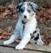 Chiot Mâle border collie - photo 1