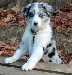 Chiot Mâle border collie