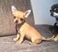 Magnifiques chiots chihuahua male et femelle - photo 2