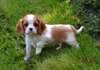Chiot cavalier king charles femelle  A DONNER - photo 1