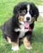 Chiots Bouvier bernois male et femelle - Annonce classée # 536144