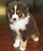 Chiots bergers australiens male et femelle - Annonce classée # 536145