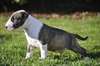 Chiot mâle BULL TERRIER A DONNER - Annonce classée # 536146