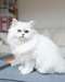 Adorable chaton persan femelle A DONNER - Annonce classée # 536148
