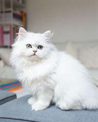 Adorable chaton persan femelle A DONNER