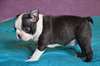 Chiot mâle BOSTON TERRIER - Annonce classée # 536151