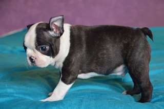 Chiot m&#226;le BOSTON TERRIER