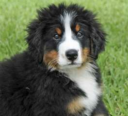 Chiot Bouvier Bernois m&#226;le a donner