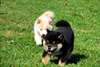 Magnifiques chiots Akita inu - Annonce classée # 536164