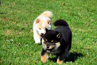 Magnifiques chiots Akita inu