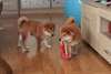 Adorables chiots shiba inu - Annonce classée # 536169