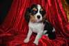 Adorable femelle cavalier king charles - photo 1