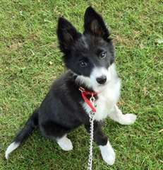 Chiot femelle border collie A DONNER