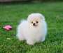 Chiot femelle Spitz Japonais - Annonce classée # 536176