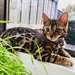 Chaton bengal femelle A DONNER - photo 1