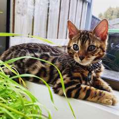 Chaton bengal femelle A DONNER