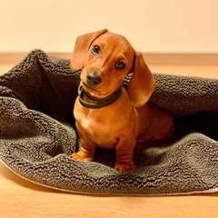 Chiot teckel pour ras/male