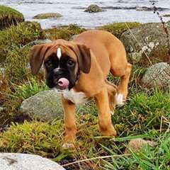 Magnifique Femelle Boxer A DONNER