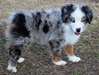 Chiot Male berger australien - Annonce classée # 536182