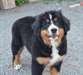 Chiot bouvier bernois femelle - Annonce classée # 536186