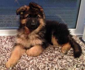 Magnifique femelle berger allemand