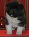 Chiots Akita - Annonce classée # 536203