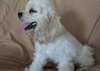 Chiots Cocker Americain - Annonce classée # 536206
