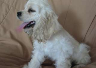 Chiots Cocker Americain