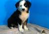 Chiots Berger Australien - Annonce classée # 536210