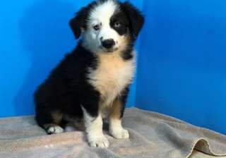 Chiots Berger Australien