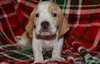 Chiots Basset Hound - Annonce classée # 536212