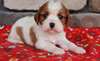 Chiots Cavalier King Charles - Annonce classée # 536228