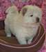 Chiots Chow Chow - Annonce classée # 536232