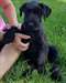 Chiots Schnauzer Géant - Annonce classée # 536246