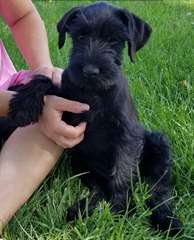 Chiots Schnauzer G&#233;ant