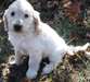 Chiots Cocker Doré - Annonce classée # 536247