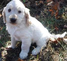 Chiots Cocker Dor&#233;