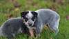 Chiot Bouvier australien a donner - photo 1
