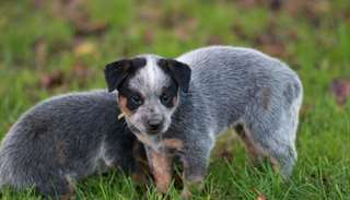 Chiot Bouvier australien a donner