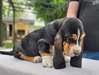 Chiots Basset Hound a donner - Annonce classée # 536294