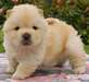 chiot chow chow a donner - Annonce classée # 536295