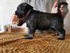 chiots Schnauzer a donner - Annonce classée # 536298