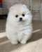chiot Spitz pomeranian a donner - Annonce classée # 536301