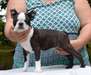 Chiot Boston Terrier a donner - Annonce classée # 536310