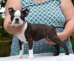 Chiot Boston Terrier a donner
